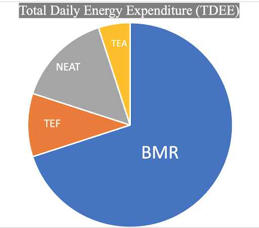 How to Calculate Your Calorie Intake (BMR and TDEE)